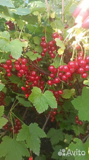 Саженцы черной, красной смородины, малины