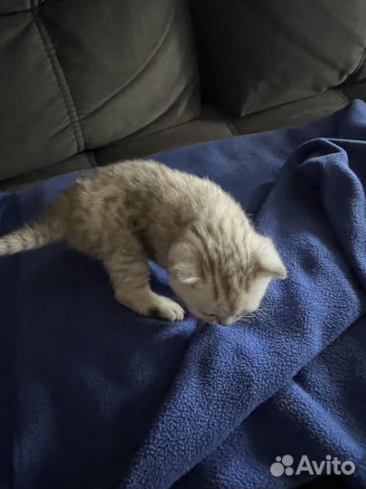 Шотландские котята