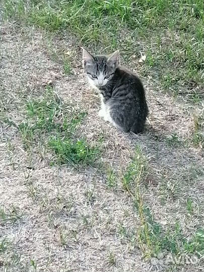 Домашние животные котята бесплатно