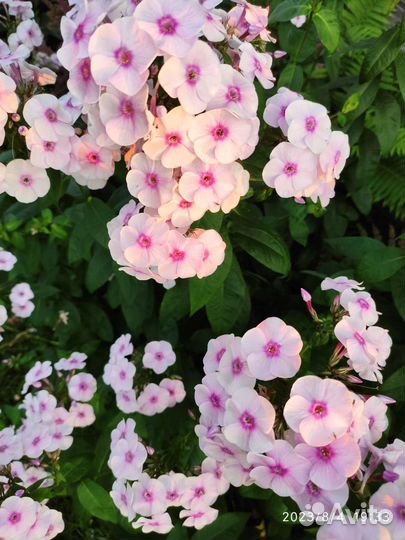 Многолетние цветы для сада, годжи, лекарств. травы