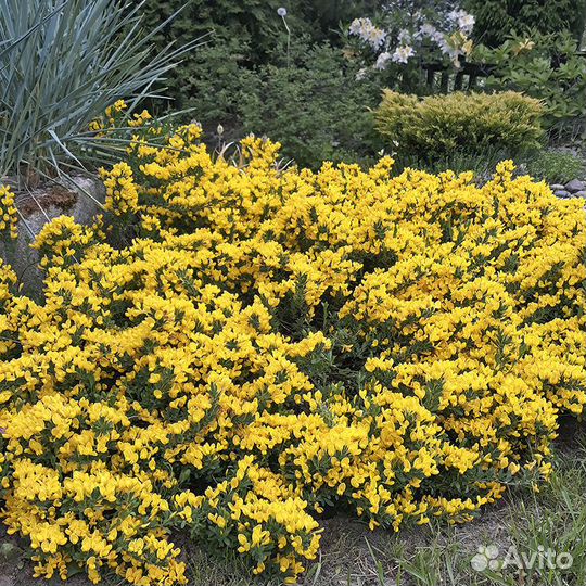 Цветущие кустарники