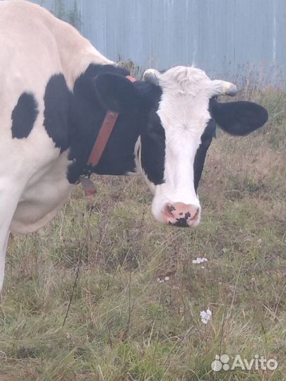 Корова дойная