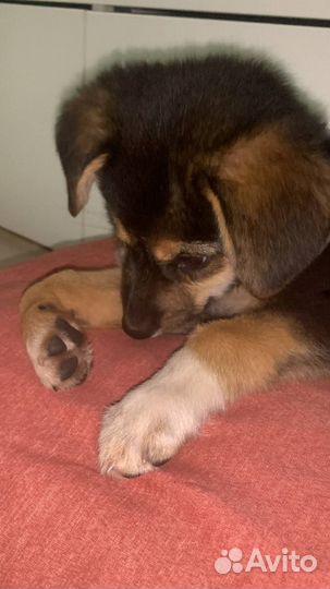 Щенок в добрые руки