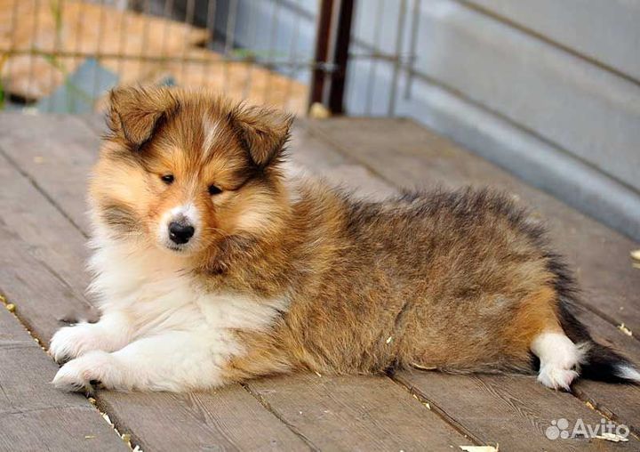Колли и шелти