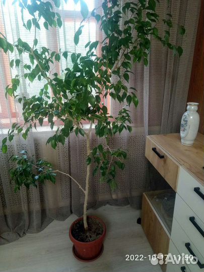 Бенджамина