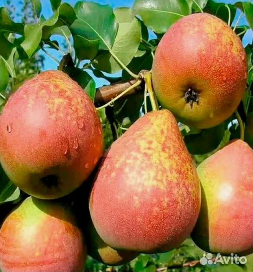 Груша сорт Мраморная
