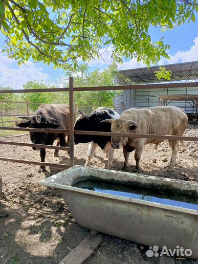 Быки на племя