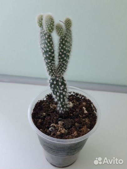 Суккуленты: Опунция, Эхеверия, Крестовник