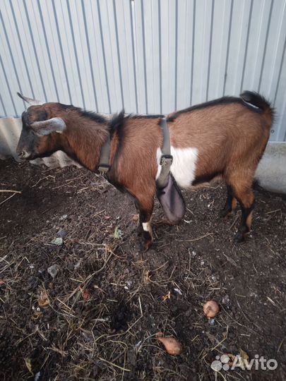 Продается козлик