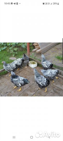 Цыплята виандот серебро чёрноокаймлённый