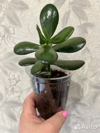 Комнатные цветы (01.10.2024)