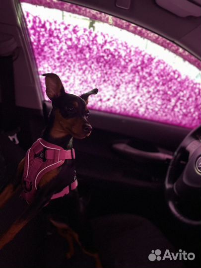 Цвергпинчер