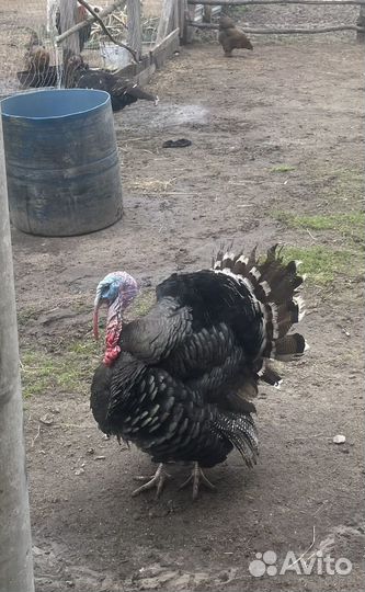 Индюк молодой годовалый