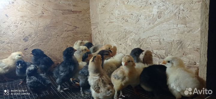 Цыплята недельные