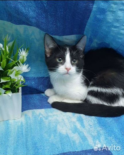 Кошка Ива в добрые руки