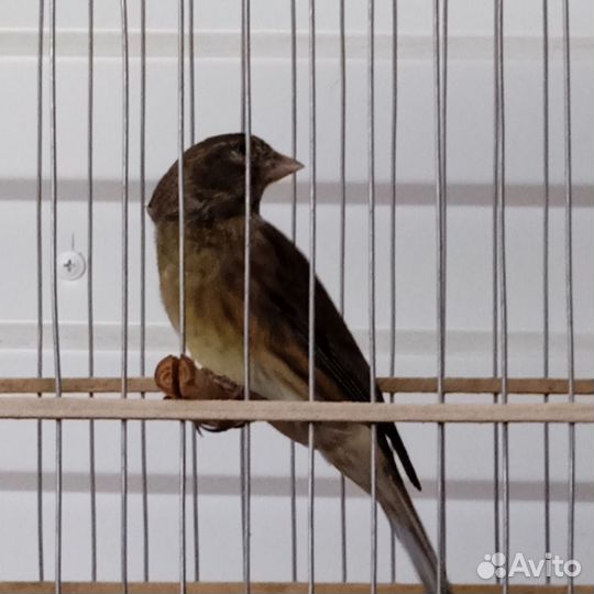 Гибриды и кенор