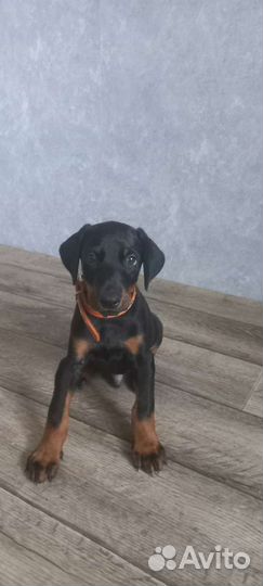 Щенки добермана мальчик