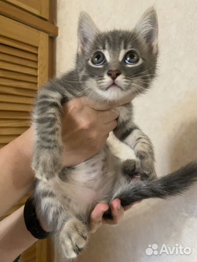 Котенок ищет дом