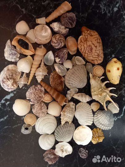 Ракушки пакетом