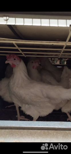 Куры несушки