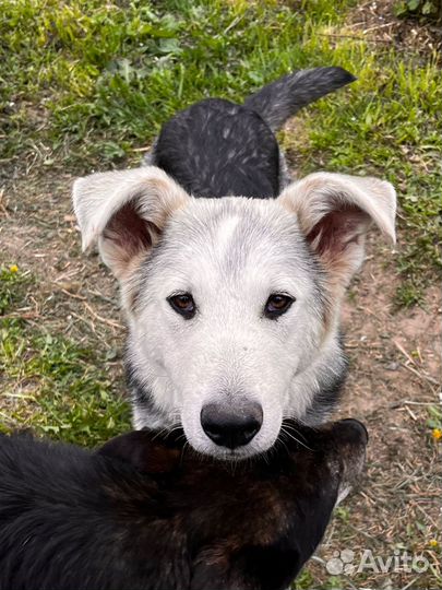Щенок сережа в дар(бронь)