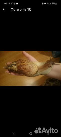 Улитята Ахатины Ретикуляты