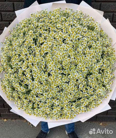 Букеты ромашек