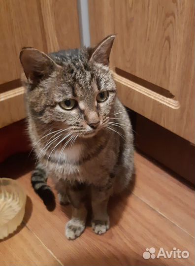 Кошка