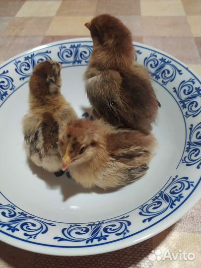 Цыплята породы Кучинская юбилейная, Доминант