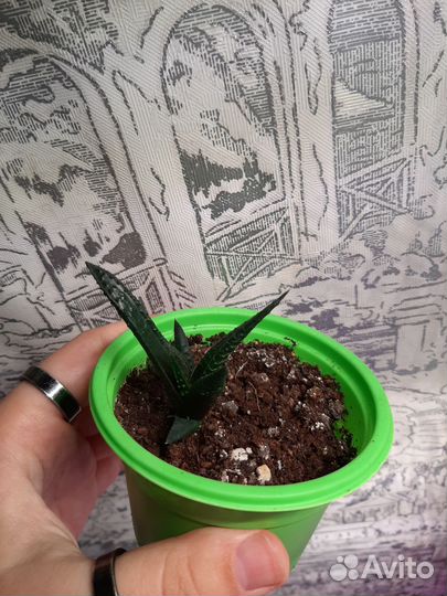 Хавортия