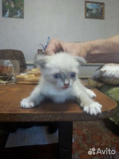 Кошки в добрые руки бесплатно
