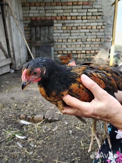 Молодые петушки