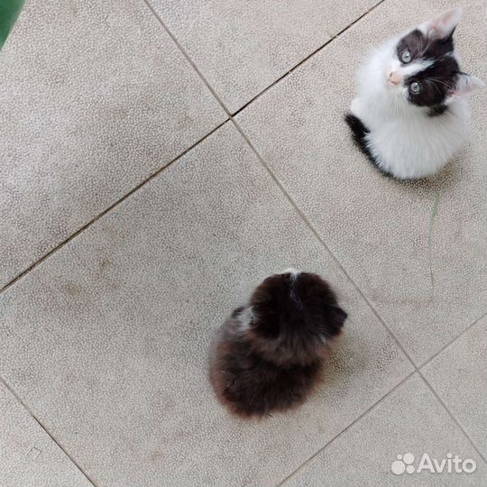 Коты бесплатно
