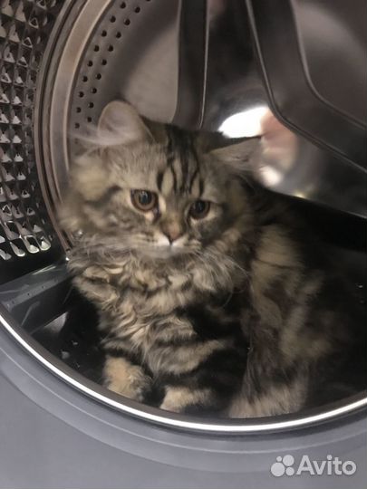 Британский котенок