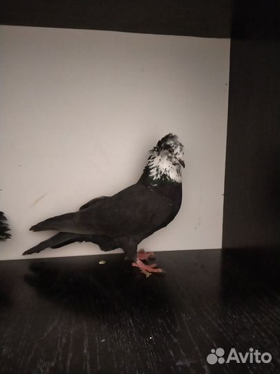 Бакинские бойные голуби Чили