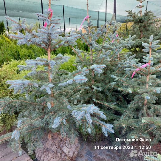 Ель Колючая Глаука Кейбаб Экстра 40-60 см