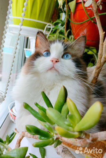 Рэгдолл девочка