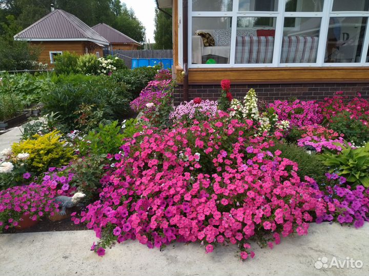 Рассада вегетативной петунии и колибрахоа