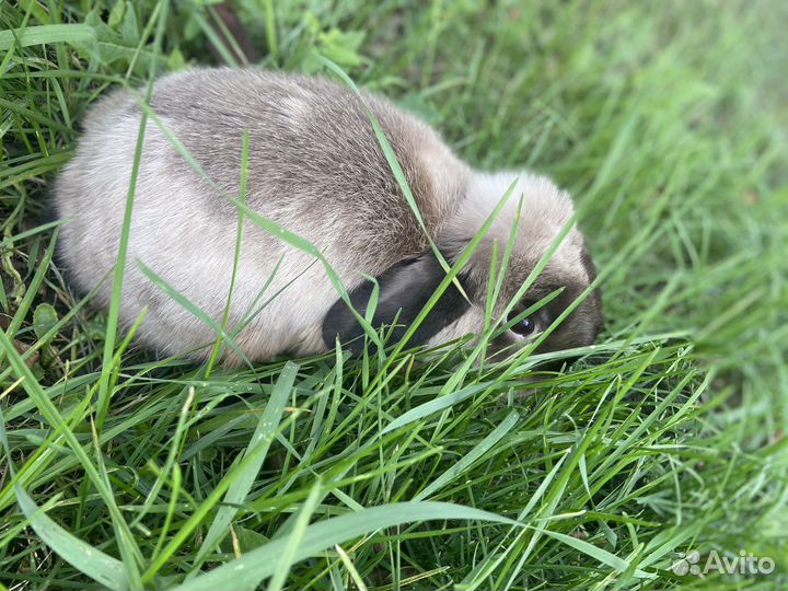 Декоративные кролики вислоухие