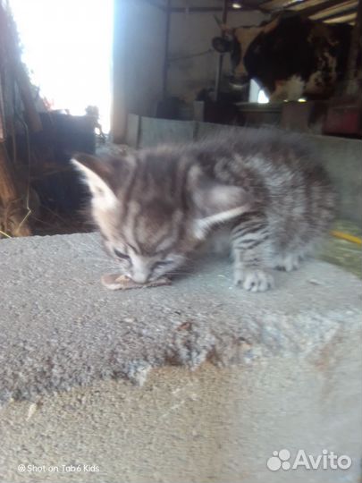 Котенок девочка girl cat