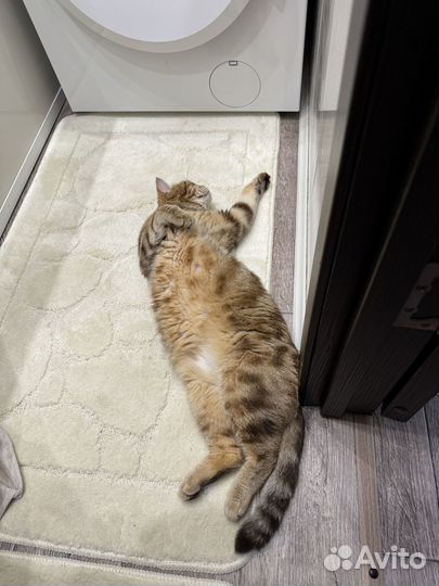 Отдам кошку 1 год в хорошие руки