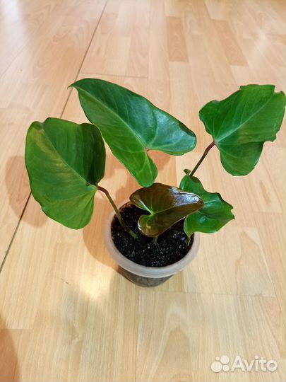 Антур Dynamit Антевекс Фиорино Саксесс Самора Зизу