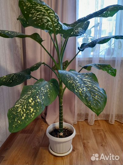 Диффенбахия