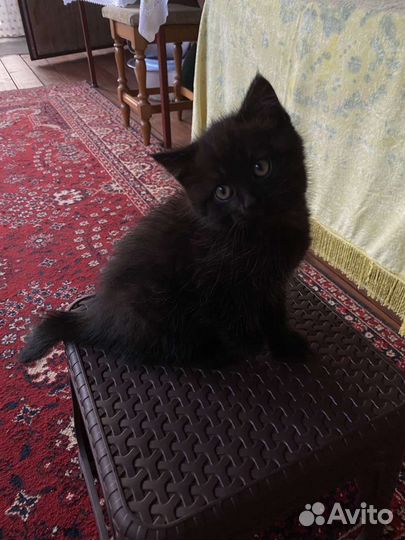 Британская кошка