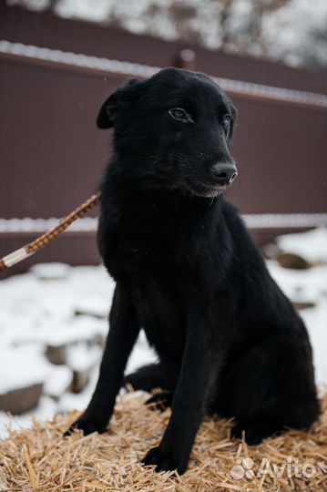 Молодая собака в дар