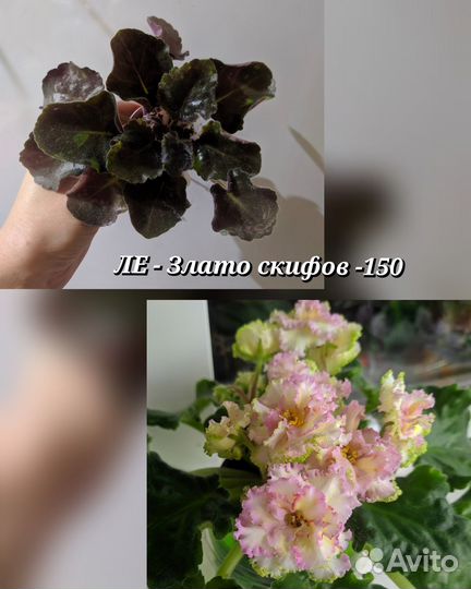 Стартеры сортовых фиалок