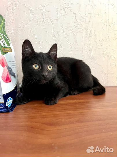 Котенок Шуршик