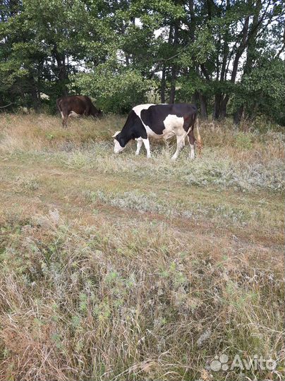 Коровы телка