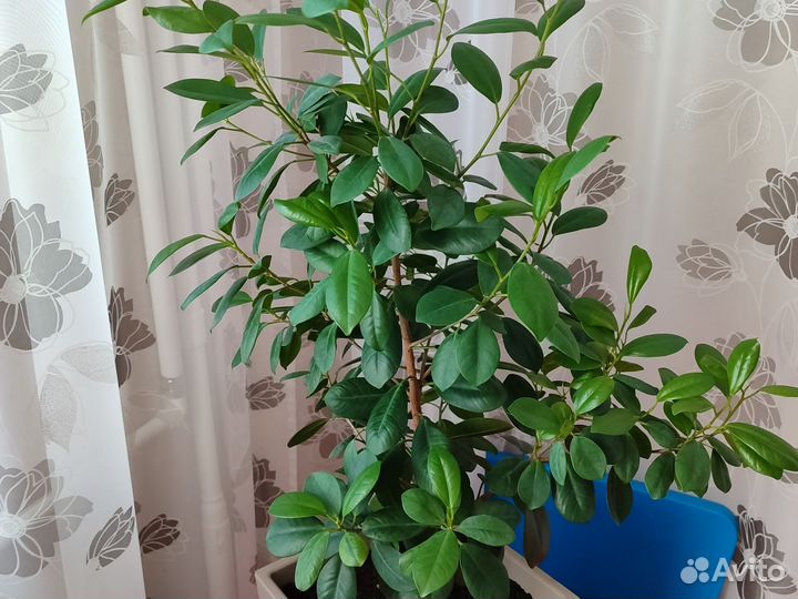 Комнатные цветы