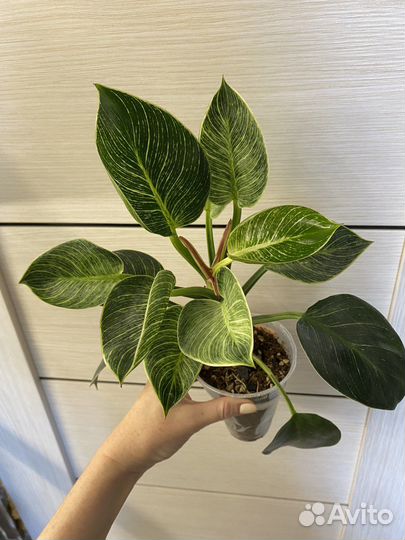 Филодендрон white wizard